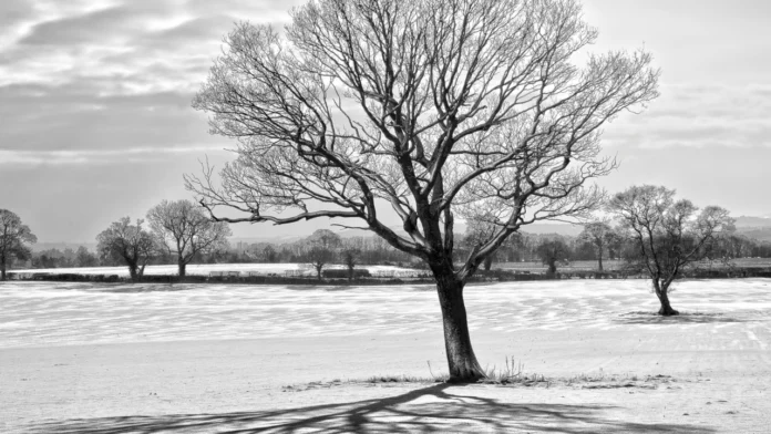 A crisp, snowy day in the middle of winter.